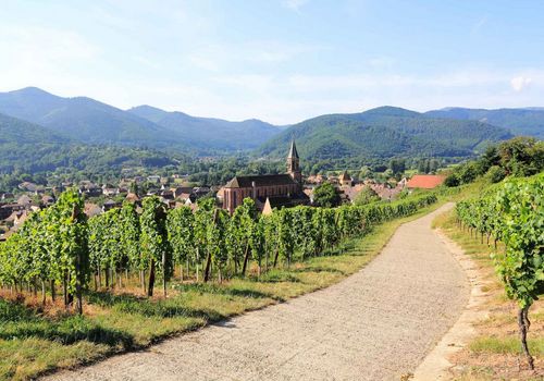 Guide achat vin d'Alsace